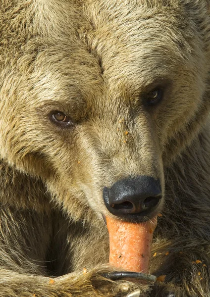 Closeup medvěd hnědý, stravování — Stock fotografie