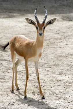 Young Gazelle clipart