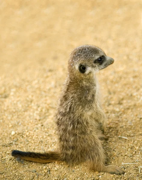Bebé suricata —  Fotos de Stock