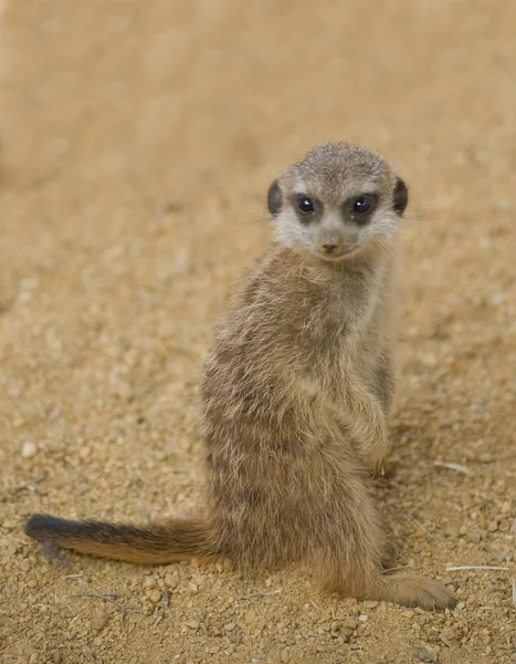 Baby Meerkat — Stockfoto