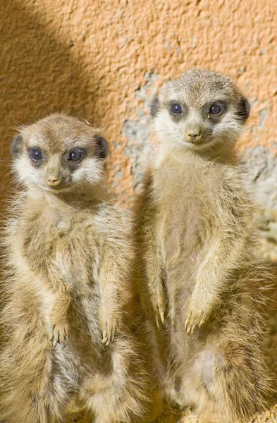 İki bebek meerkat — Stok fotoğraf