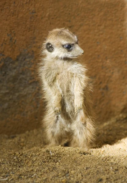 Bebé suricata —  Fotos de Stock