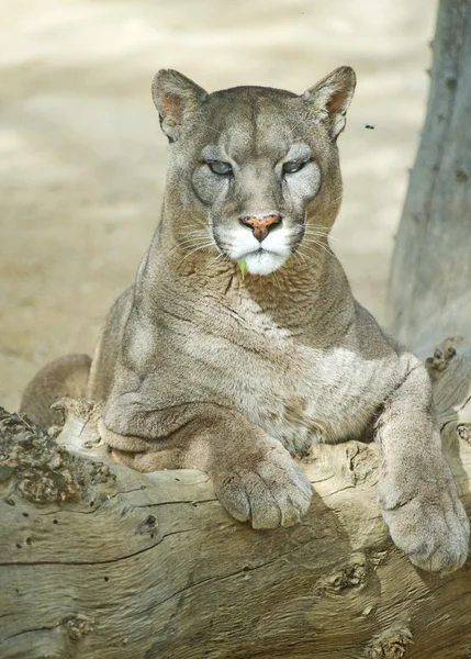 Puma — Fotografie, imagine de stoc