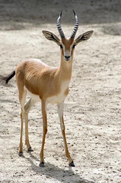 Jonge gazelle — Stockfoto