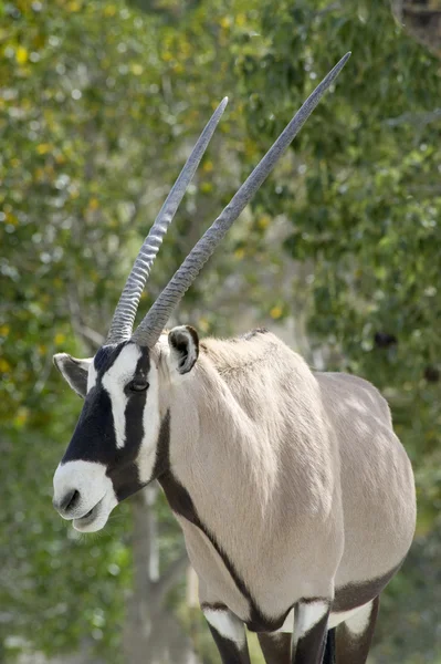 Scimitar Oryx cornu — Photo