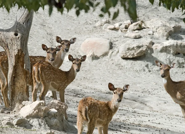 Skupina gazel — Stock fotografie