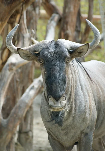 Búfalo africano — Fotografia de Stock
