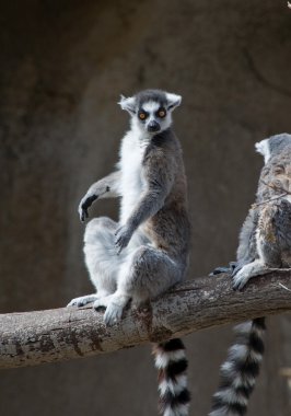 Halka Kuyruklu Lemur