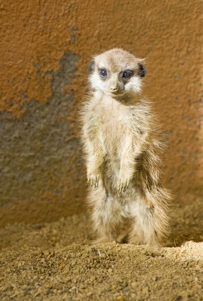 Bebek meerkat — Stok fotoğraf
