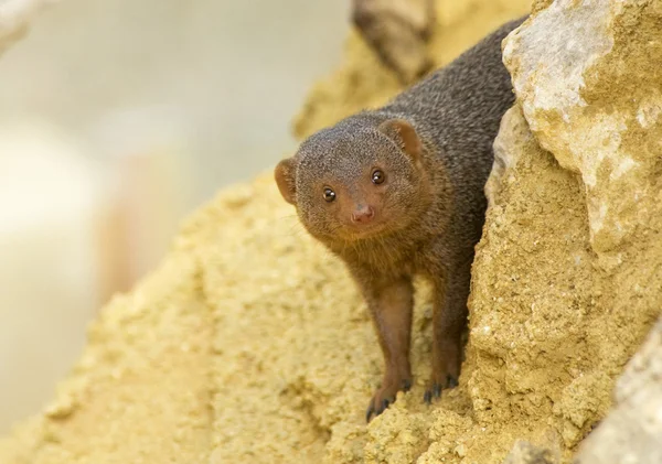 Карлик mongoose — стокове фото