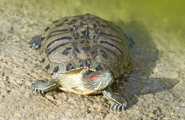 Röd sköldpadda — Stockfoto