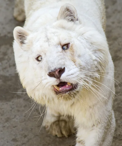 Tigru alb — Fotografie, imagine de stoc