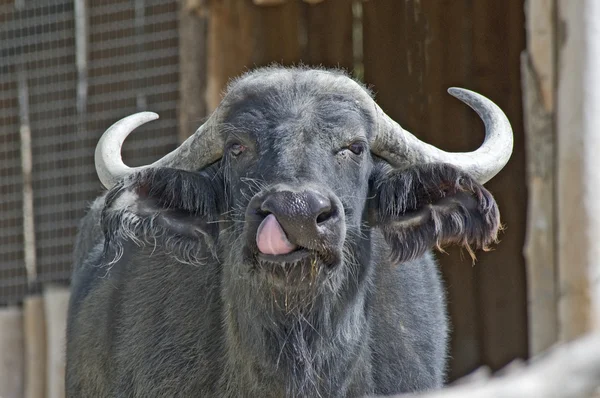 Búfalo africano —  Fotos de Stock
