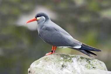 Inca sumru closeup