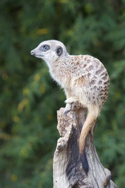 Meerkat op uitkijk — Stockfoto