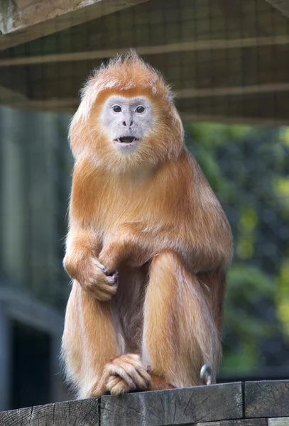 Mono de Tamarin León de Oro — Foto de Stock