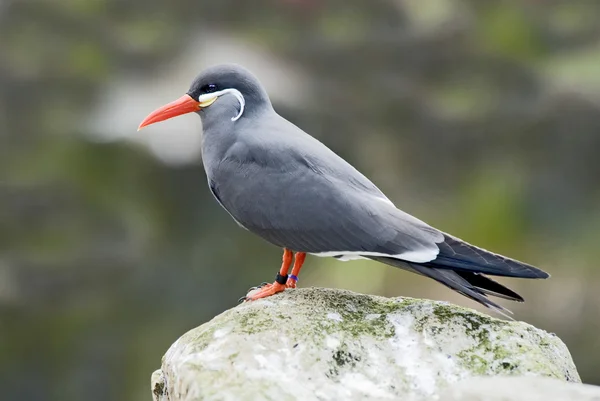 ใกล้ชิดของ Inca Tern — ภาพถ่ายสต็อก