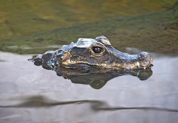 Dvärg krokodil — Stockfoto