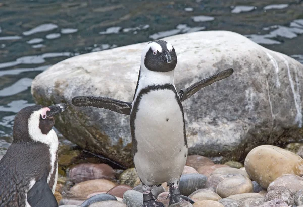 आफ्रिकन पेंग्विन — स्टॉक फोटो, इमेज