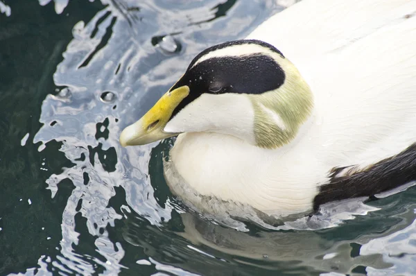 Eider ördeği — Stok fotoğraf