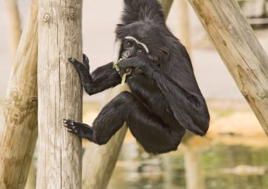 Gibbon Monkey clipart