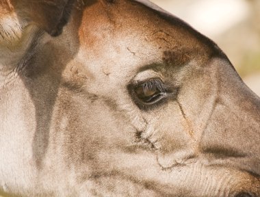 Okapi