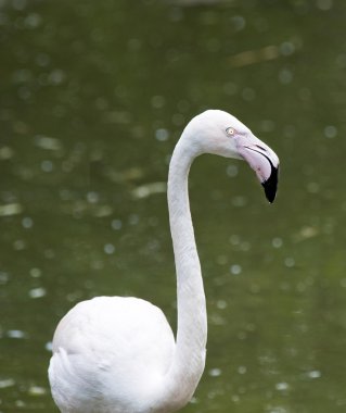 büyük flamingo