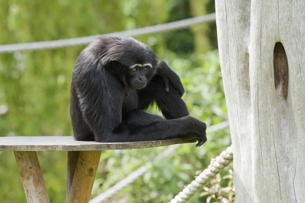 Mono de Gibbon — Foto de Stock