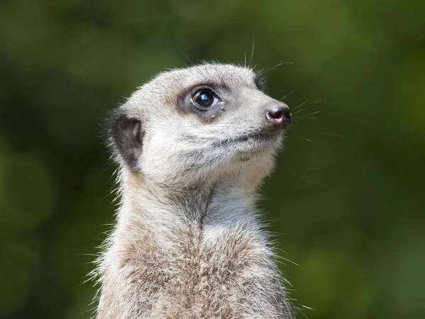 Meerkat on Lookout — Stock Photo, Image