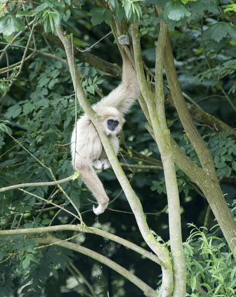 Gibbon Monkey — Stock Photo, Image
