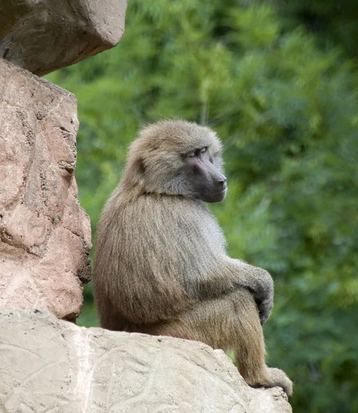 Un babuino descansando — Foto de Stock