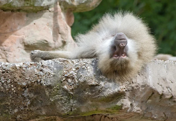 Un babuino descansando — Foto de Stock