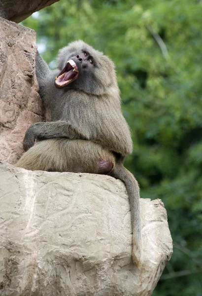 Un babuino enojado —  Fotos de Stock