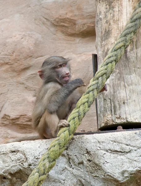 Bebé babuino comiendo — Foto de Stock