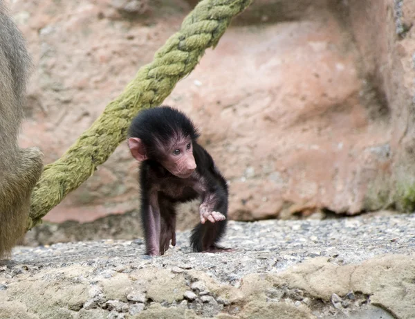 Bebé babuino sentado — Foto de Stock