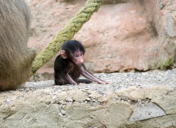 Bebé babuino sentado —  Fotos de Stock