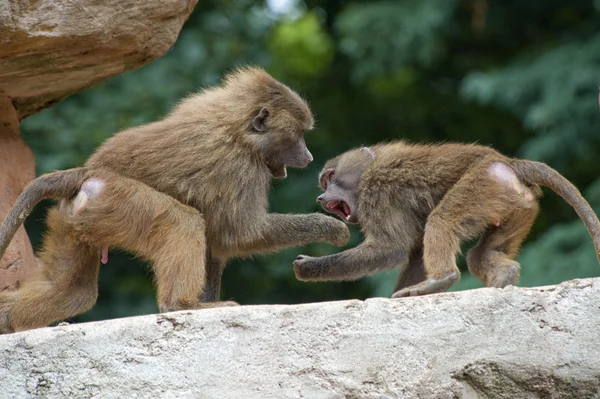 Dos babuinos peleando — Foto de Stock