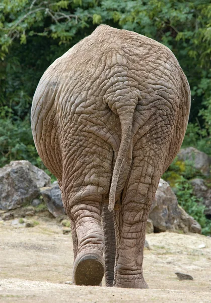 Elephant walking away — Stock Photo, Image