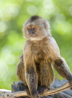 capuchin maymunu