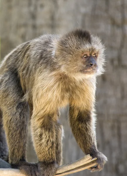 Kapucynów małpy — Zdjęcie stockowe