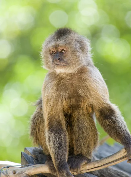 Καπουτσίνων μαϊμού — Φωτογραφία Αρχείου
