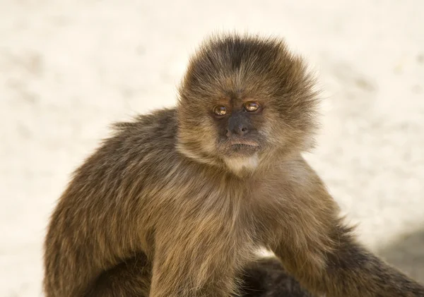 Mono capuchino —  Fotos de Stock