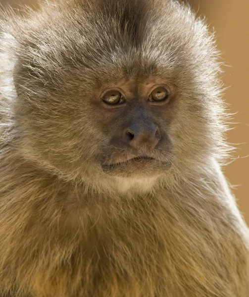 Mono capuchino —  Fotos de Stock