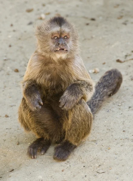 僧帽猴 — 图库照片