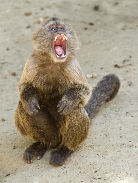 Kapucijnen aap — Stockfoto