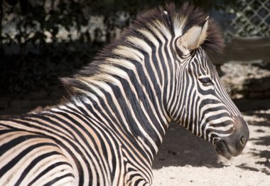 bir zebra closeup