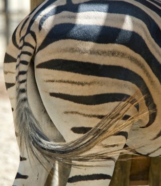 Closeup of rear of a Zebra clipart