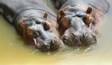 Closeup of two Hippopotamus clipart