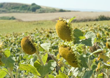 Ayçiçekleri