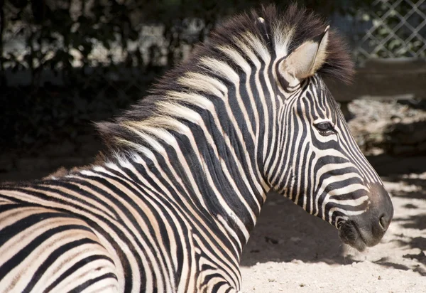 Närbild av en zebra — Stockfoto